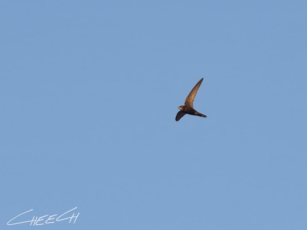 Common Swift - ML616381707