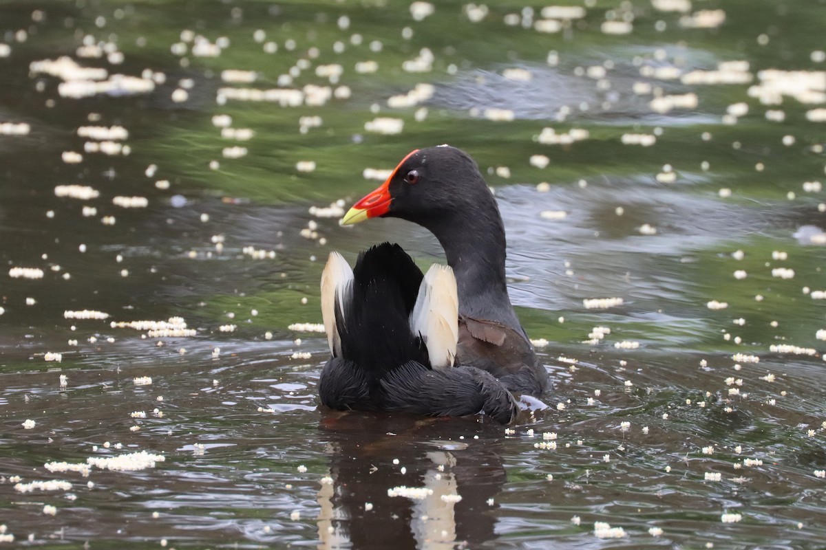 Dusky Moorhen - Dennis Devers