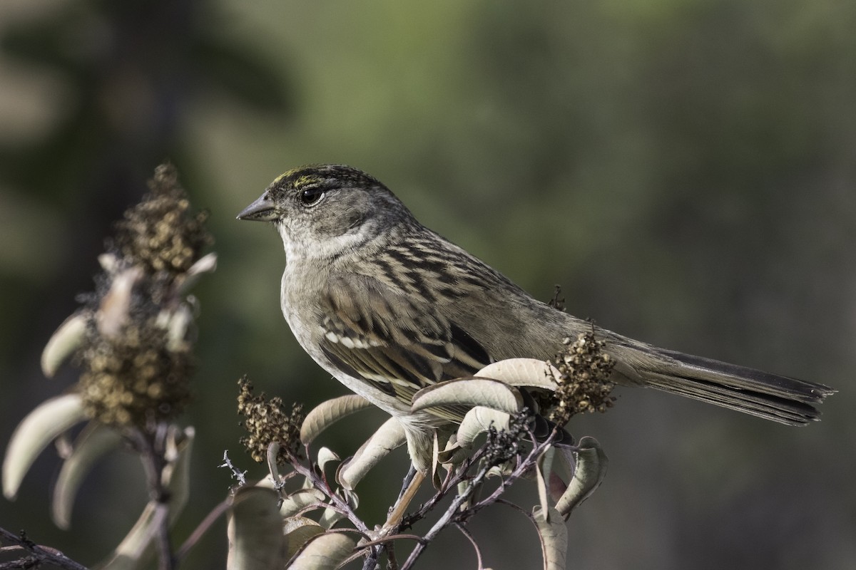 Golden-crowned Sparrow - ML616381732