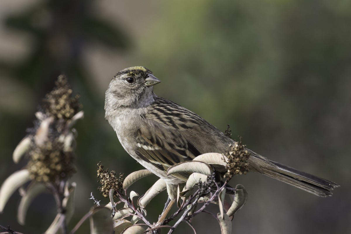 Golden-crowned Sparrow - ML616381733