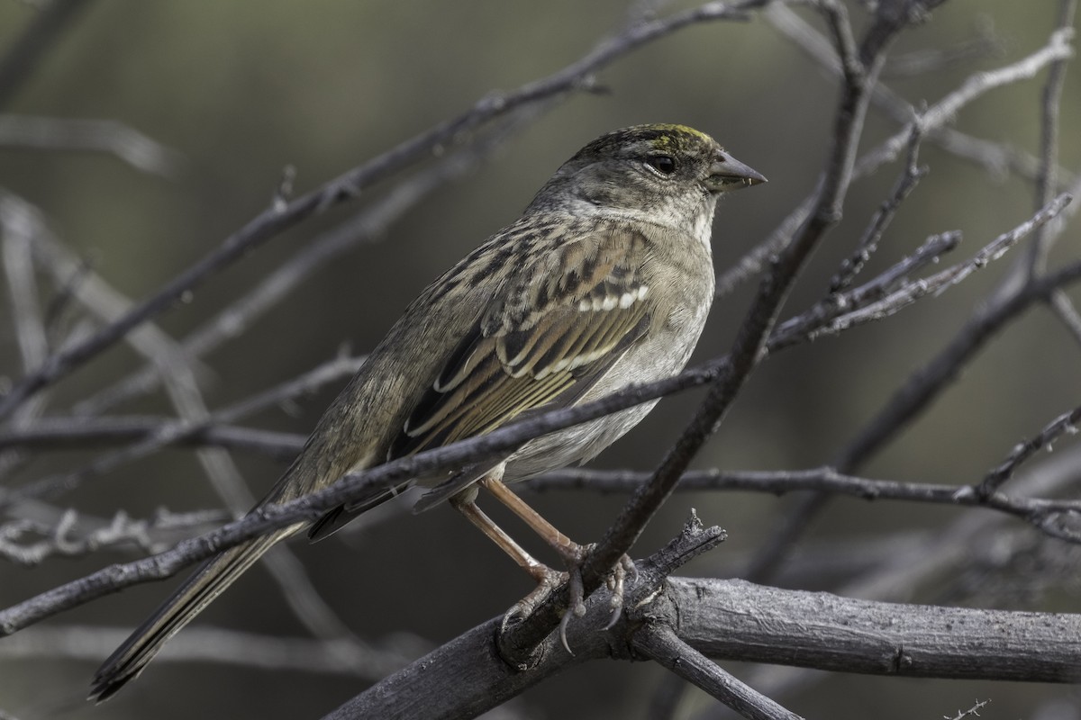 Golden-crowned Sparrow - ML616381734