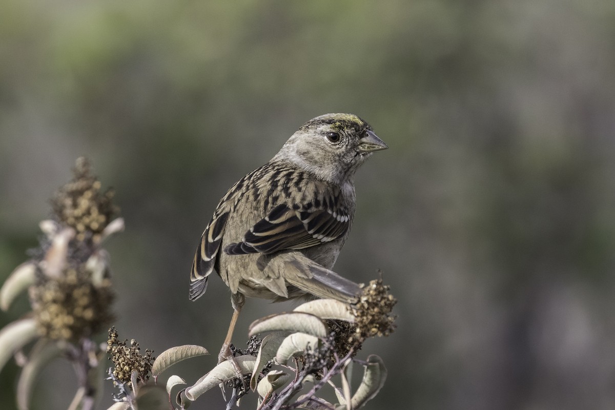 Golden-crowned Sparrow - ML616381736
