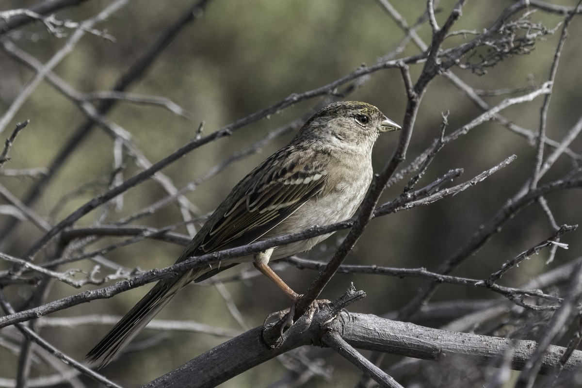 Golden-crowned Sparrow - ML616381737