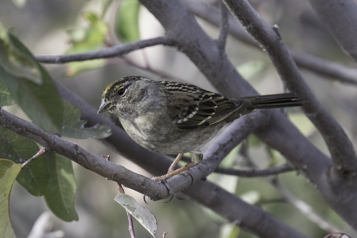 Golden-crowned Sparrow - ML616381739