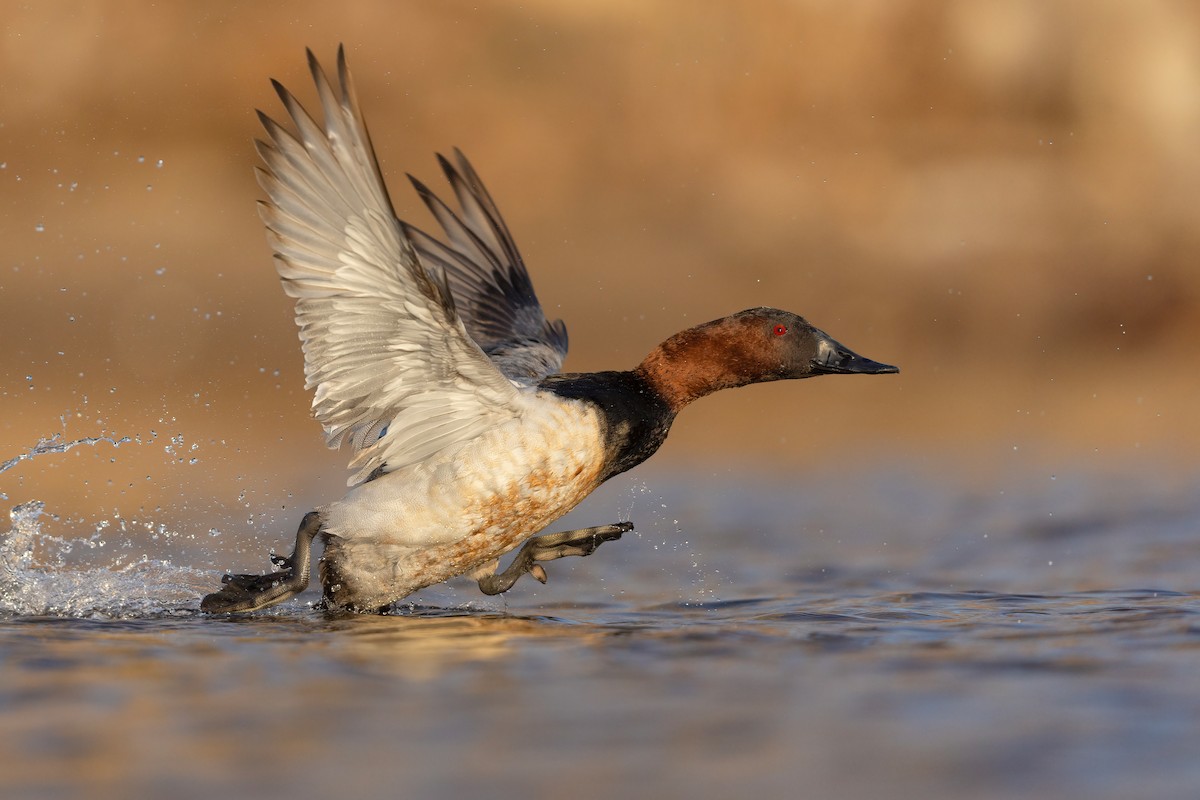 Canvasback - ML616381740