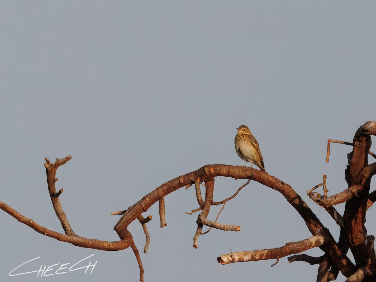 Tree Pipit - ML616381742