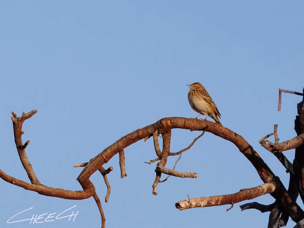 Tree Pipit - ML616381744