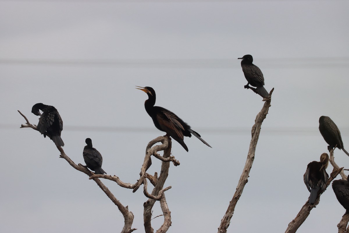 Anhinga d'Australie - ML616381765