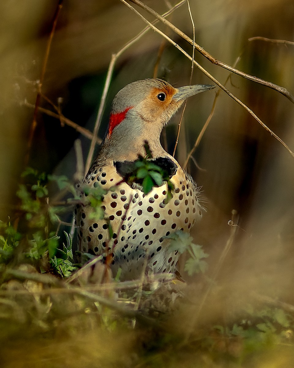 Northern Flicker - ML616381800