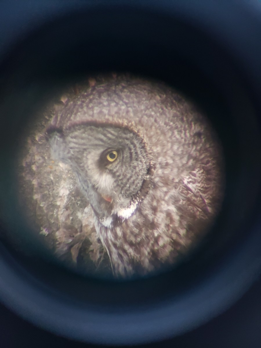 Great Gray Owl - ML616381801