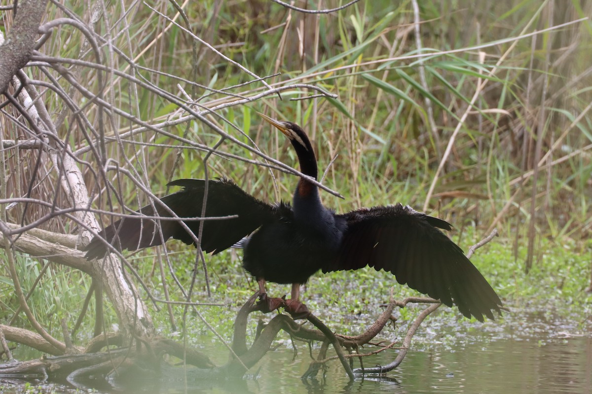 Austral-Schlangenhalsvogel - ML616381806