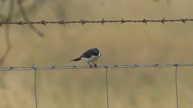 Restless Flycatcher - ML616381844