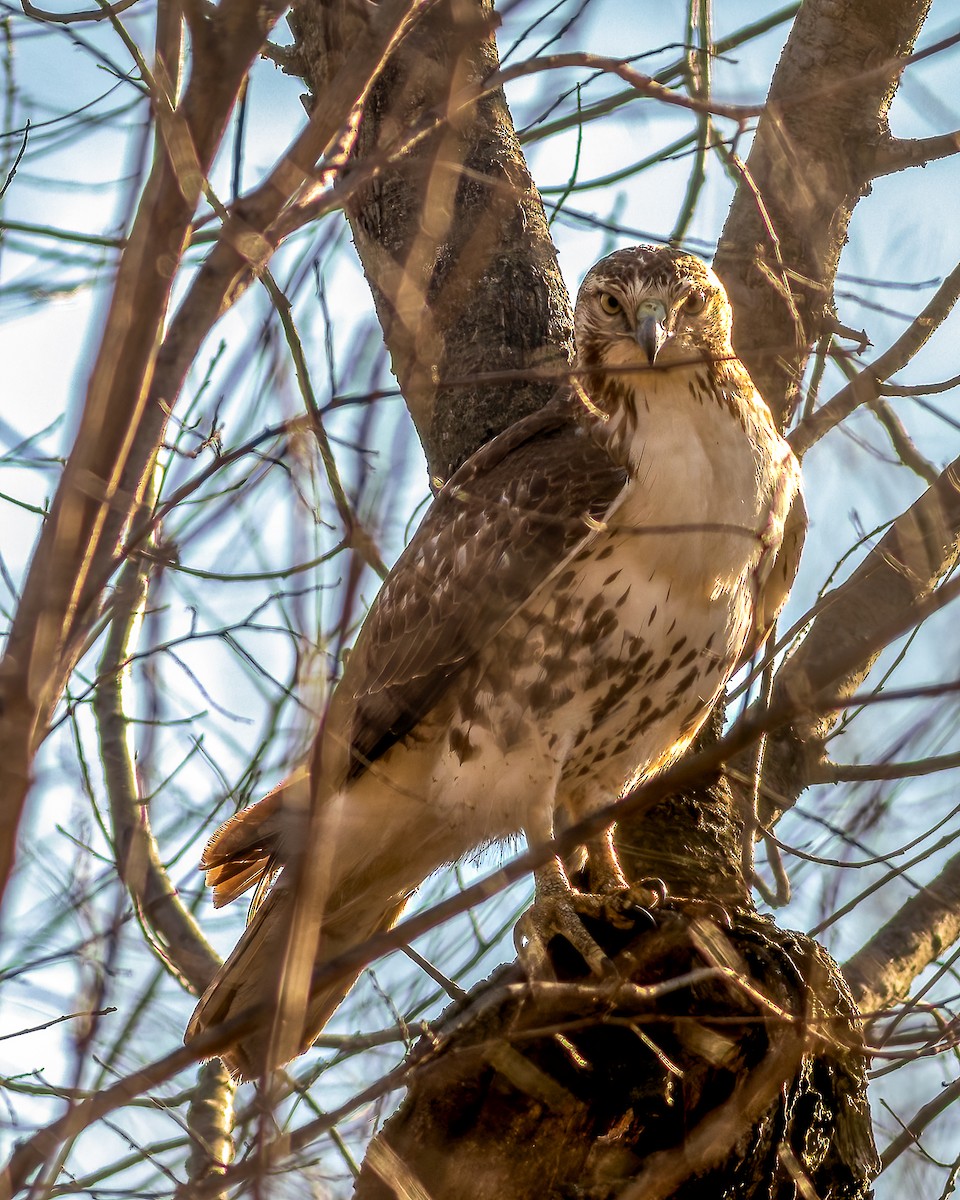 Red-tailed Hawk - ML616381850