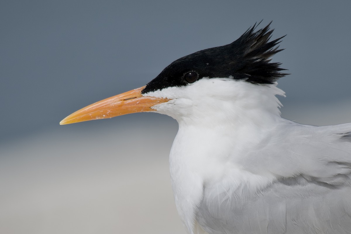 Royal Tern - Alden Dauby