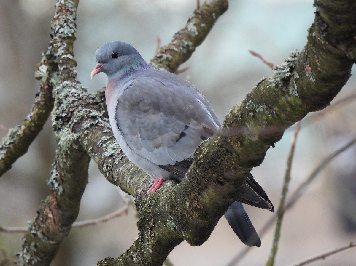 Stock Dove - ML616381871