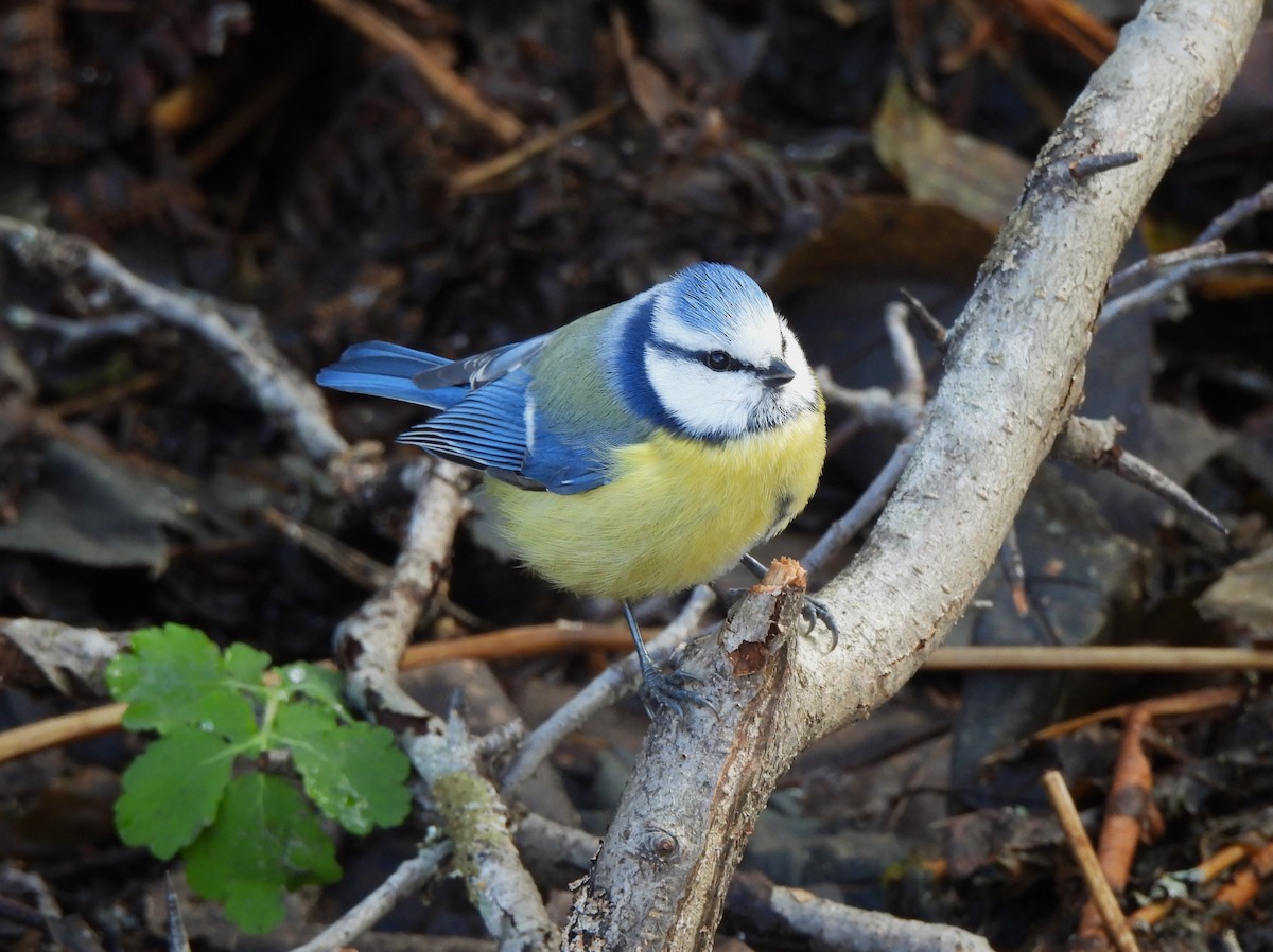 Eurasian Blue Tit - ML616381876