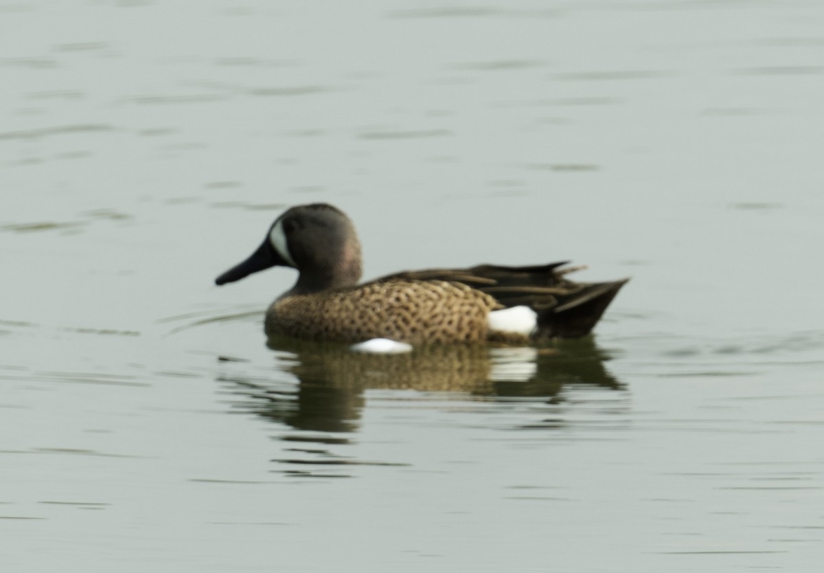 Blue-winged Teal - ML616381891