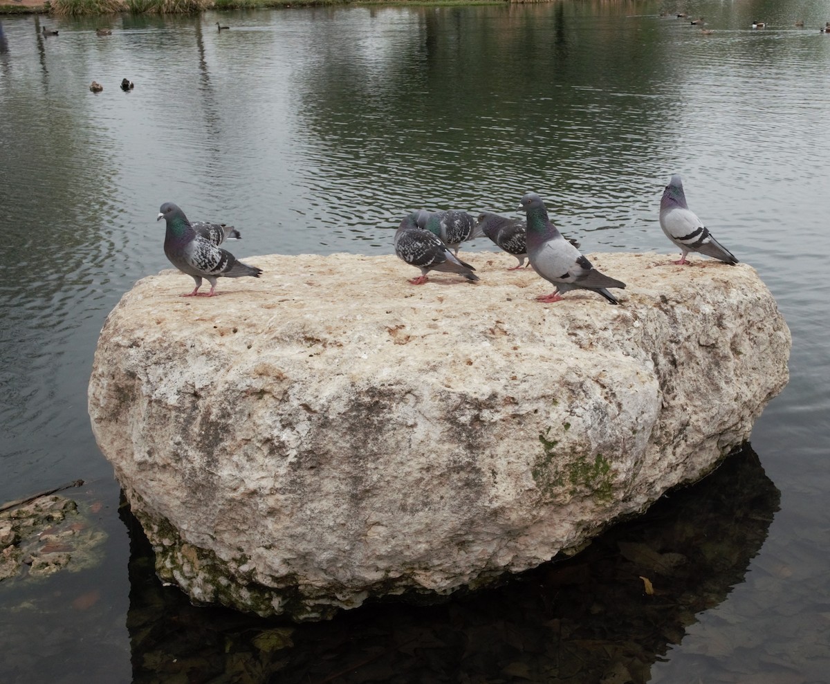 Rock Pigeon (Feral Pigeon) - ML616381960