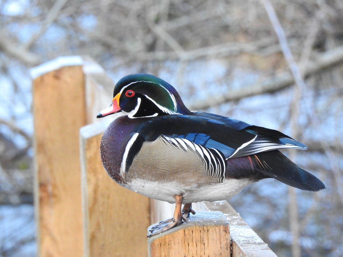 Wood Duck - ML616381966