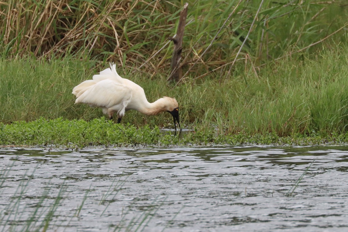 Royal Spoonbill - ML616382005