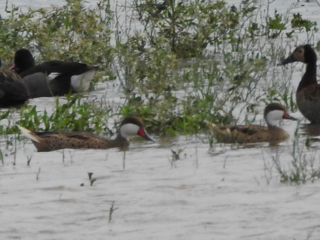 White-cheeked Pintail - ML616382012