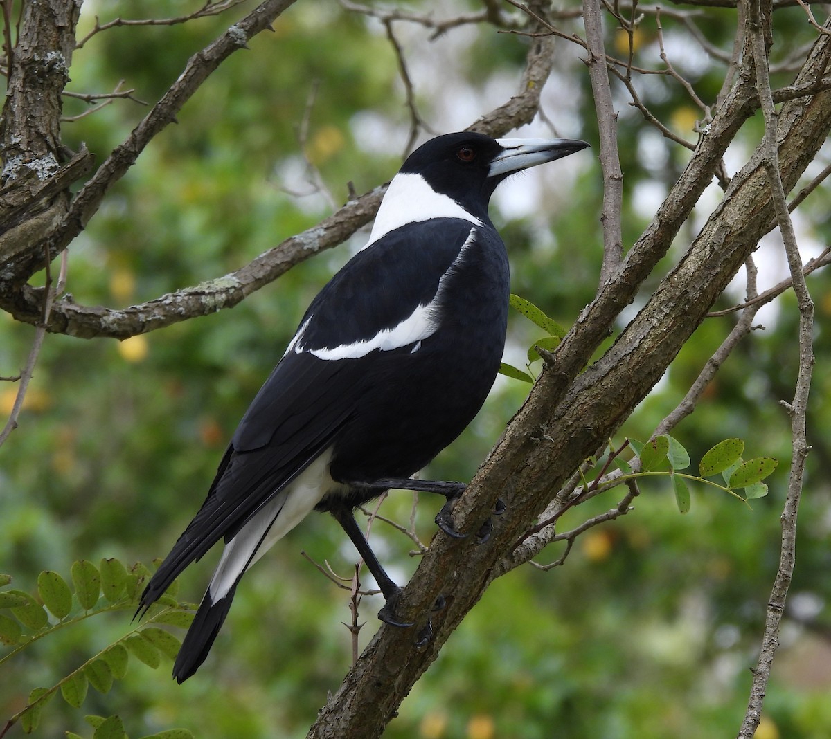 Australian Magpie - ML616382049