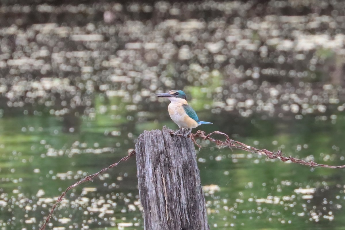 Sacred Kingfisher - ML616382054