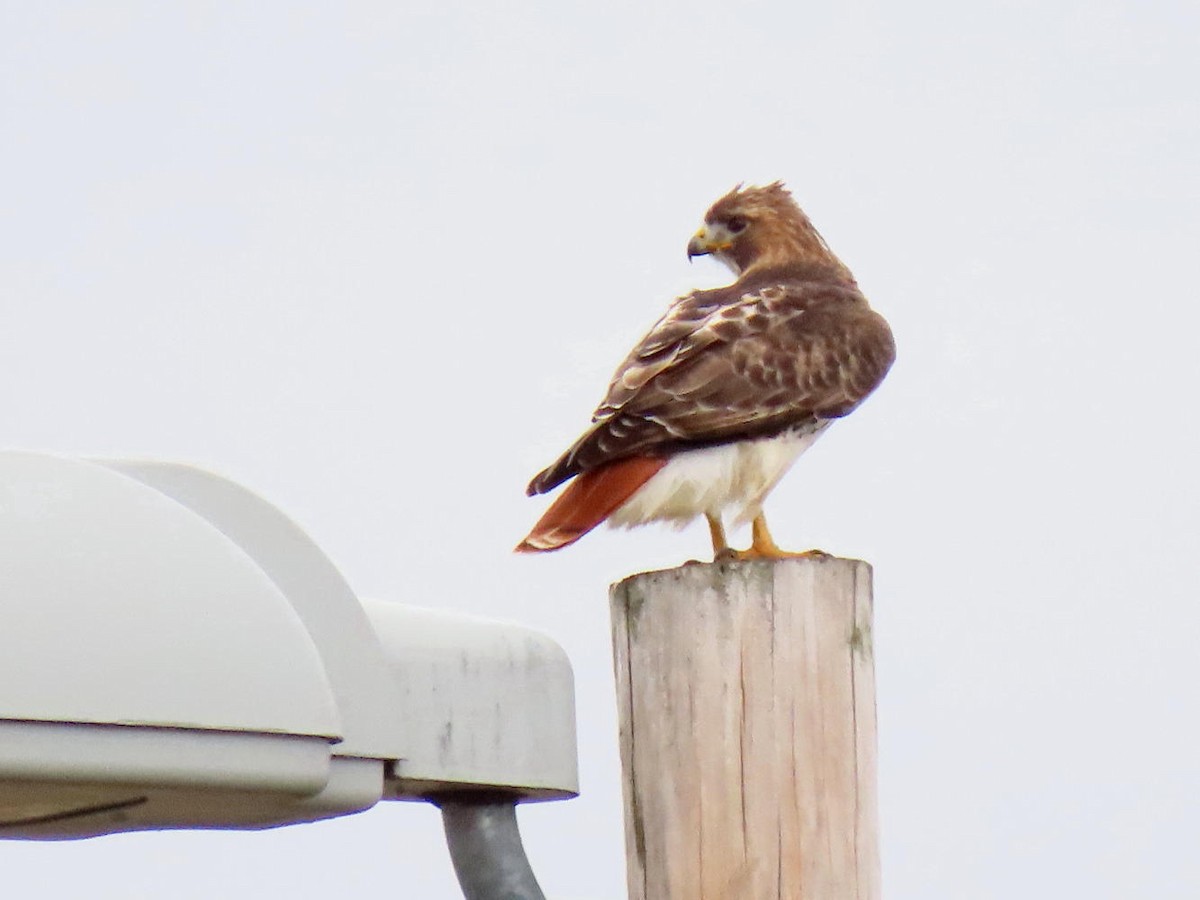 Red-tailed Hawk - ML616382062