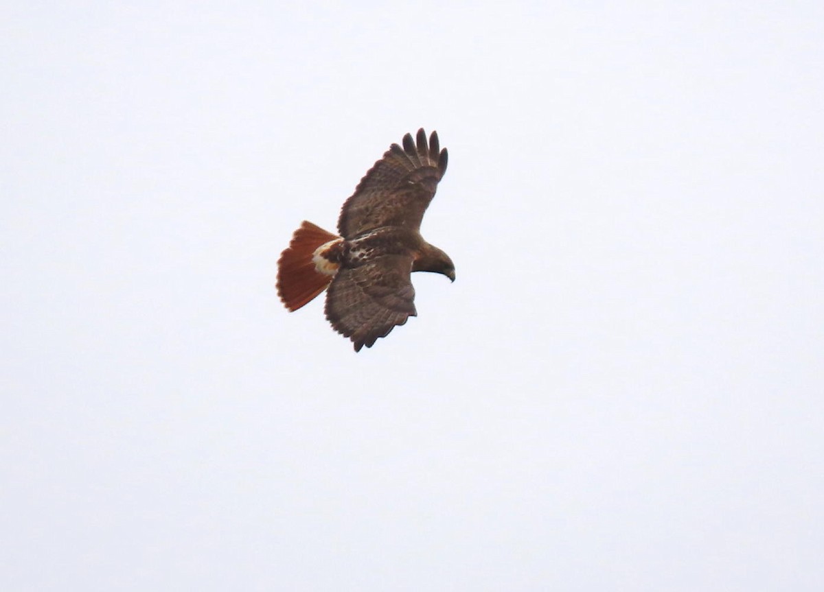 Red-tailed Hawk - ML616382063