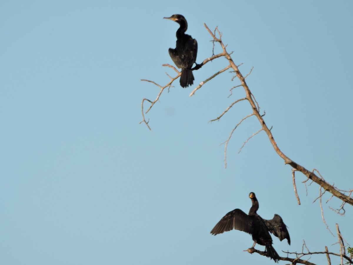 Neotropic Cormorant - ML616382070