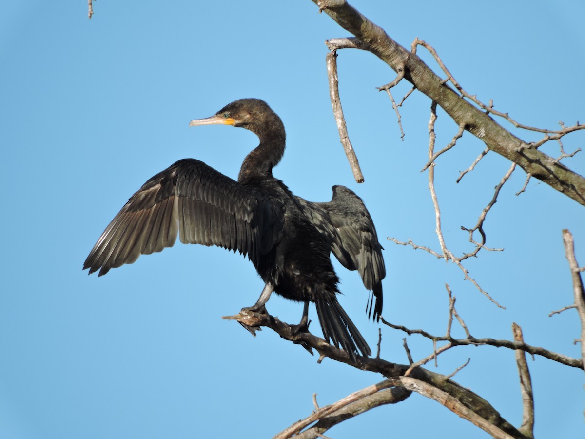 Cormorán Biguá - ML616382077