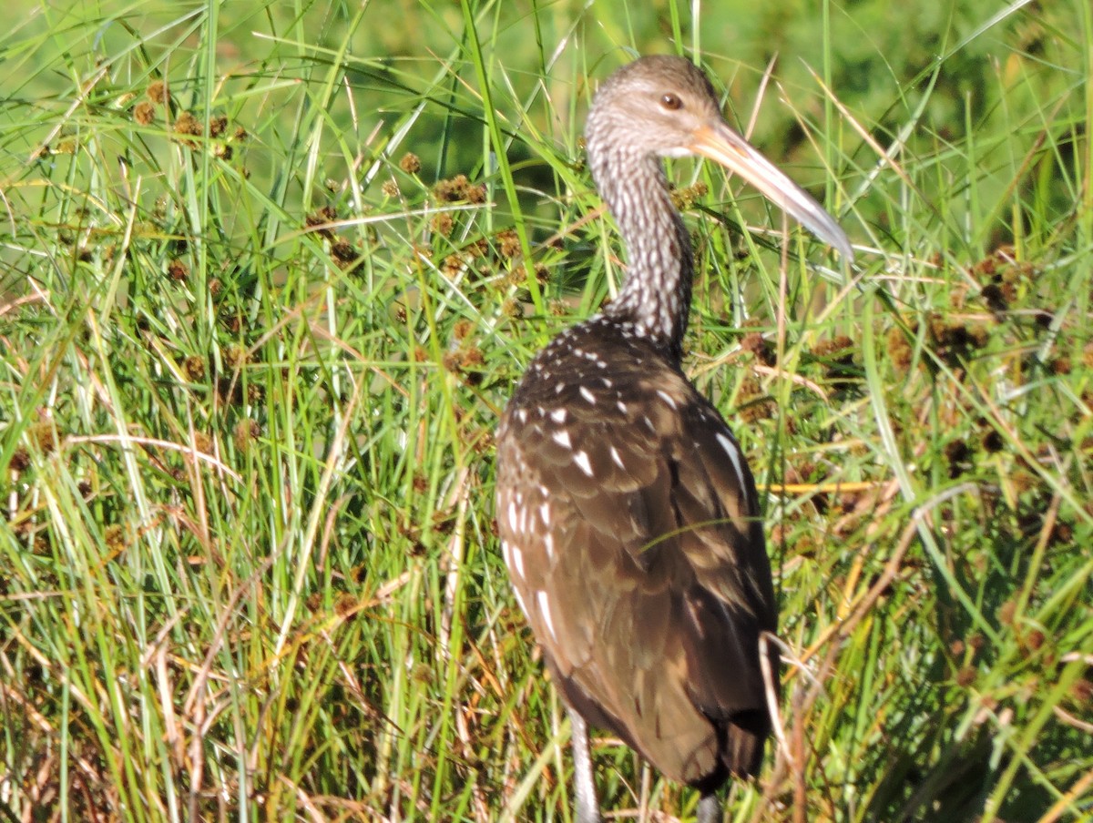 Limpkin - ML616382197