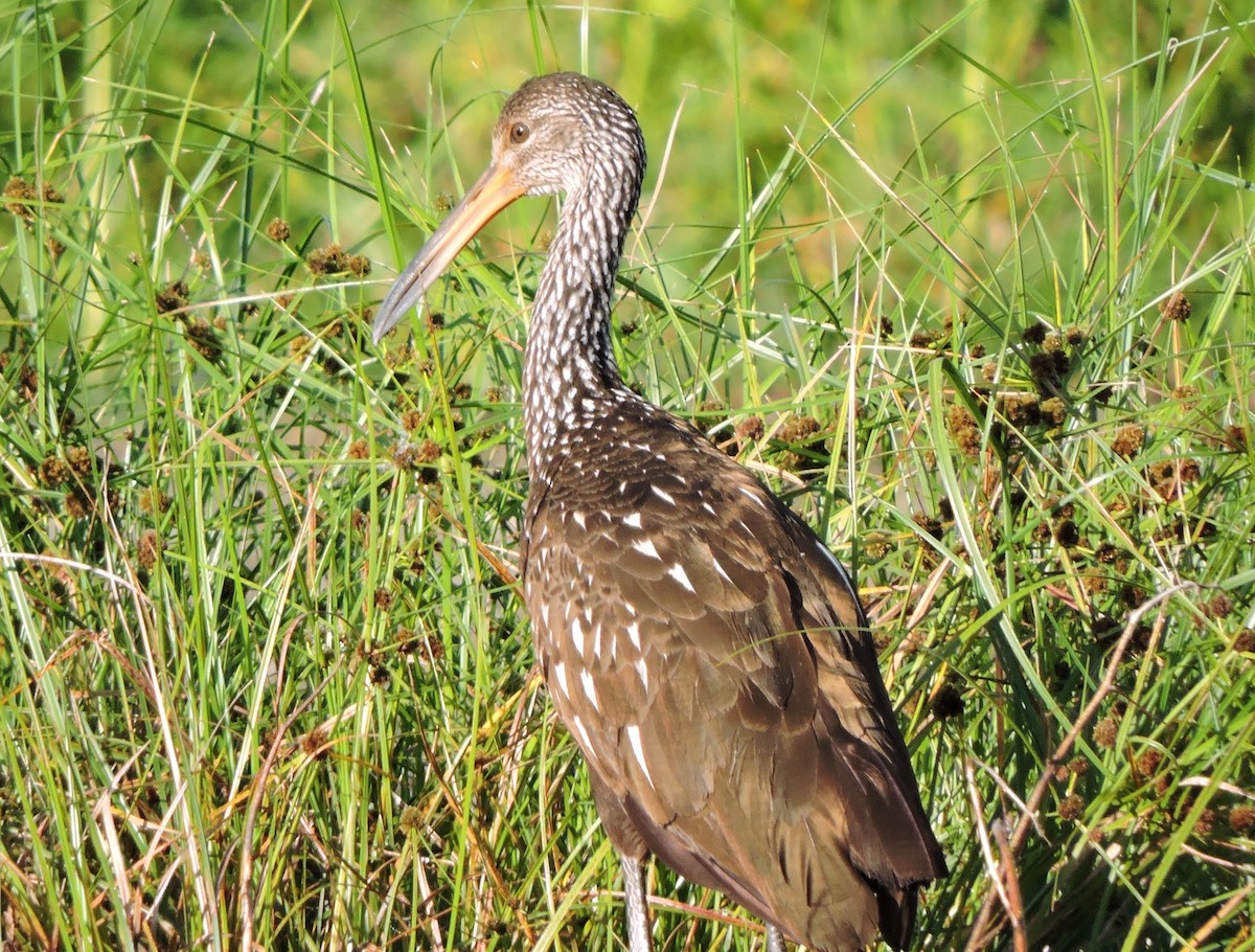 Limpkin - Bob Schmidt