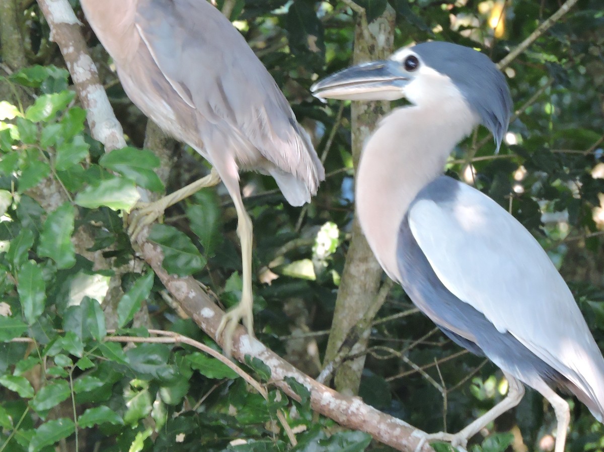 Boat-billed Heron - Bob Schmidt