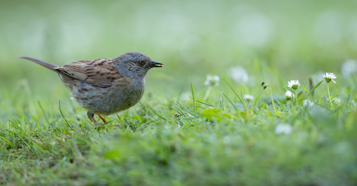 Dunnock - ML616382260