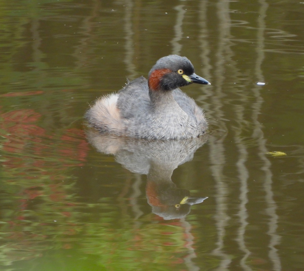 Australasian Grebe - ML616382292