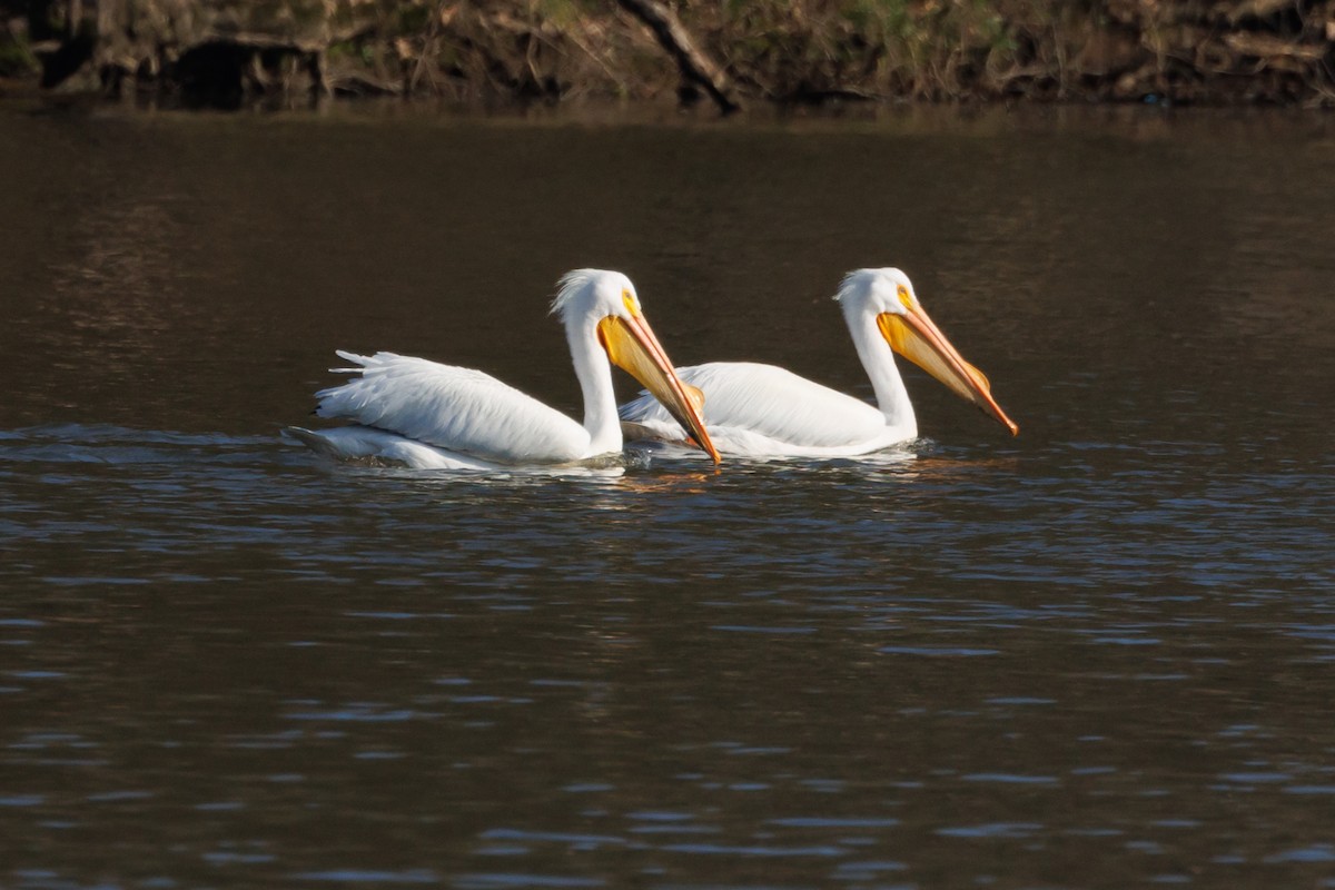 American White Pelican - ML616382320