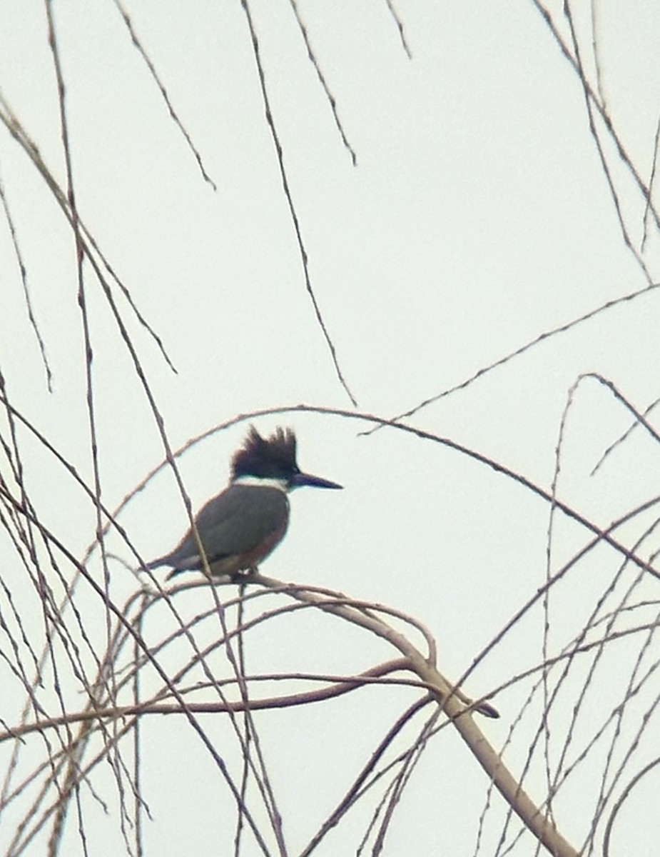 Belted Kingfisher - ML616382322
