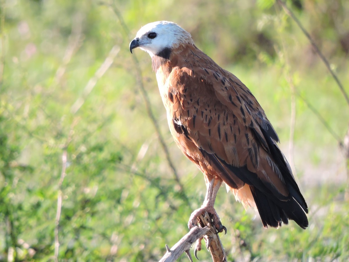 Black-collared Hawk - ML616382338