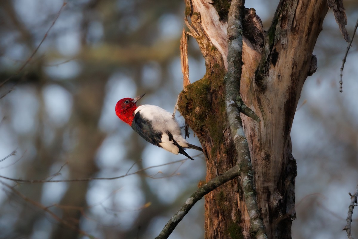 Red-headed Woodpecker - ML616382344