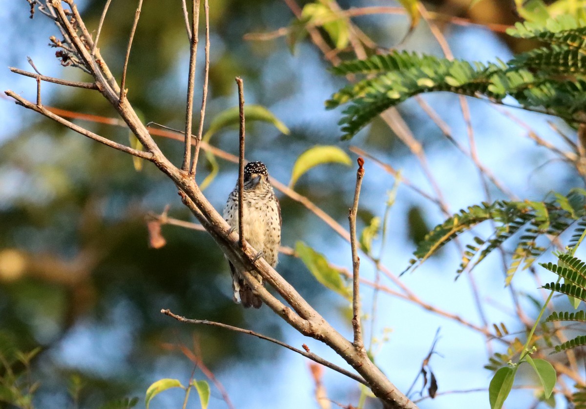 White-bellied Piculet - ML616382352