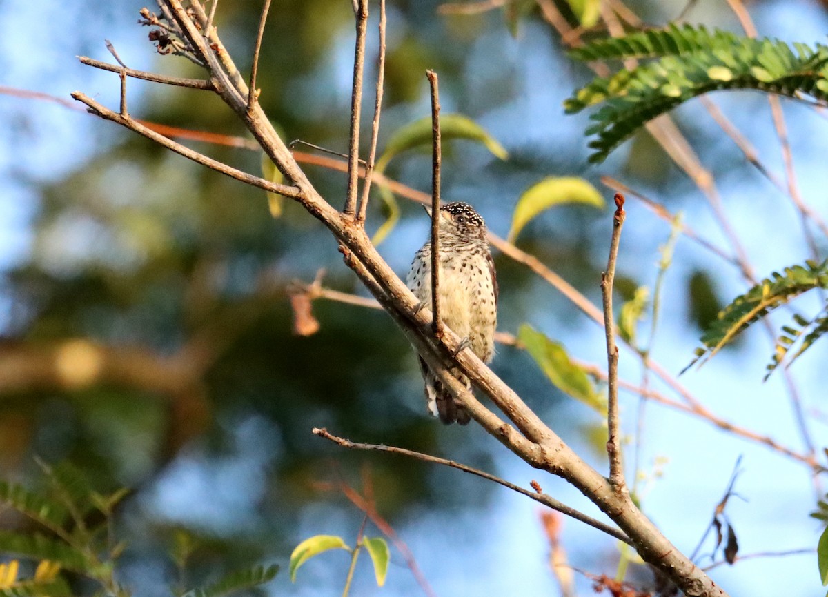 White-bellied Piculet - ML616382353