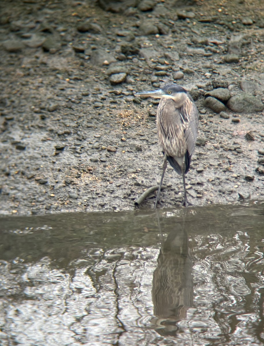 Great Blue Heron - ML616382355