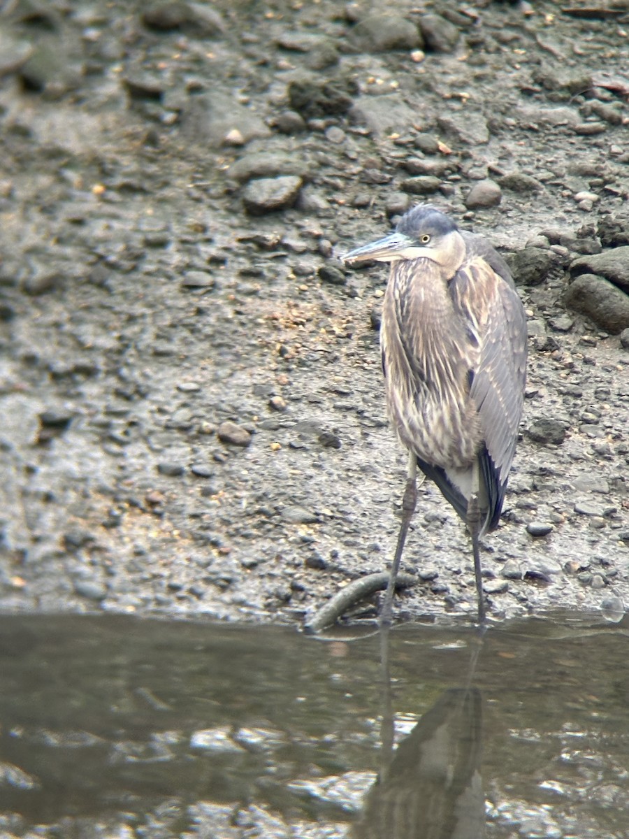 Great Blue Heron - ML616382356