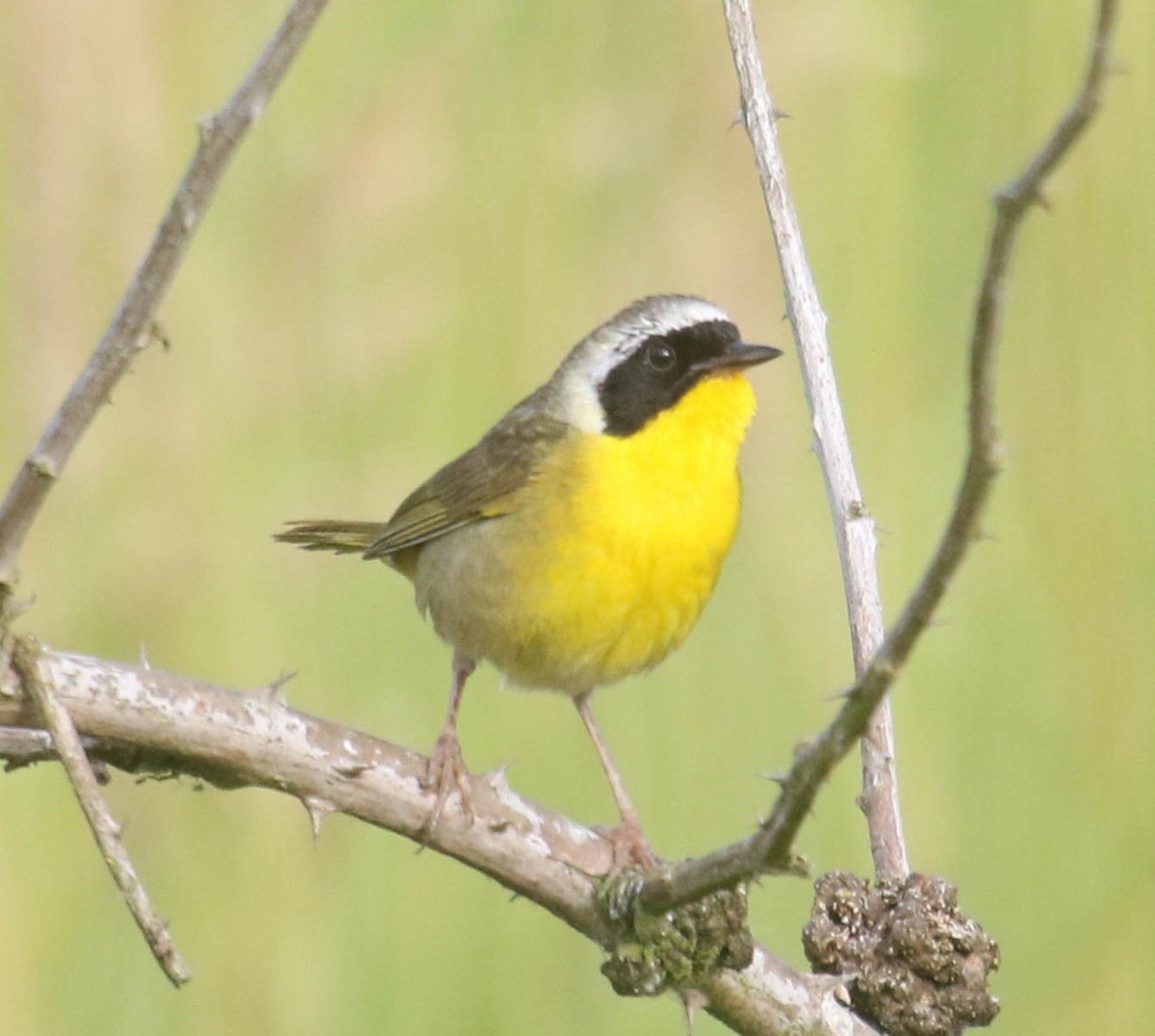 Common Yellowthroat - ML616382360