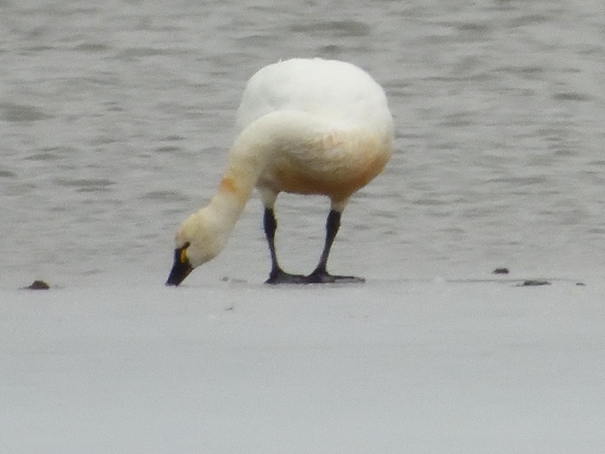 Tundra Swan - ML616382393