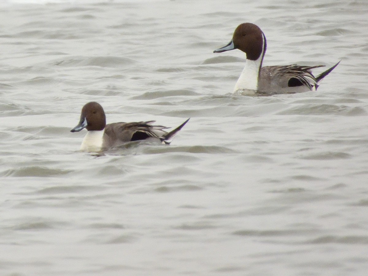 Northern Pintail - ML616382420