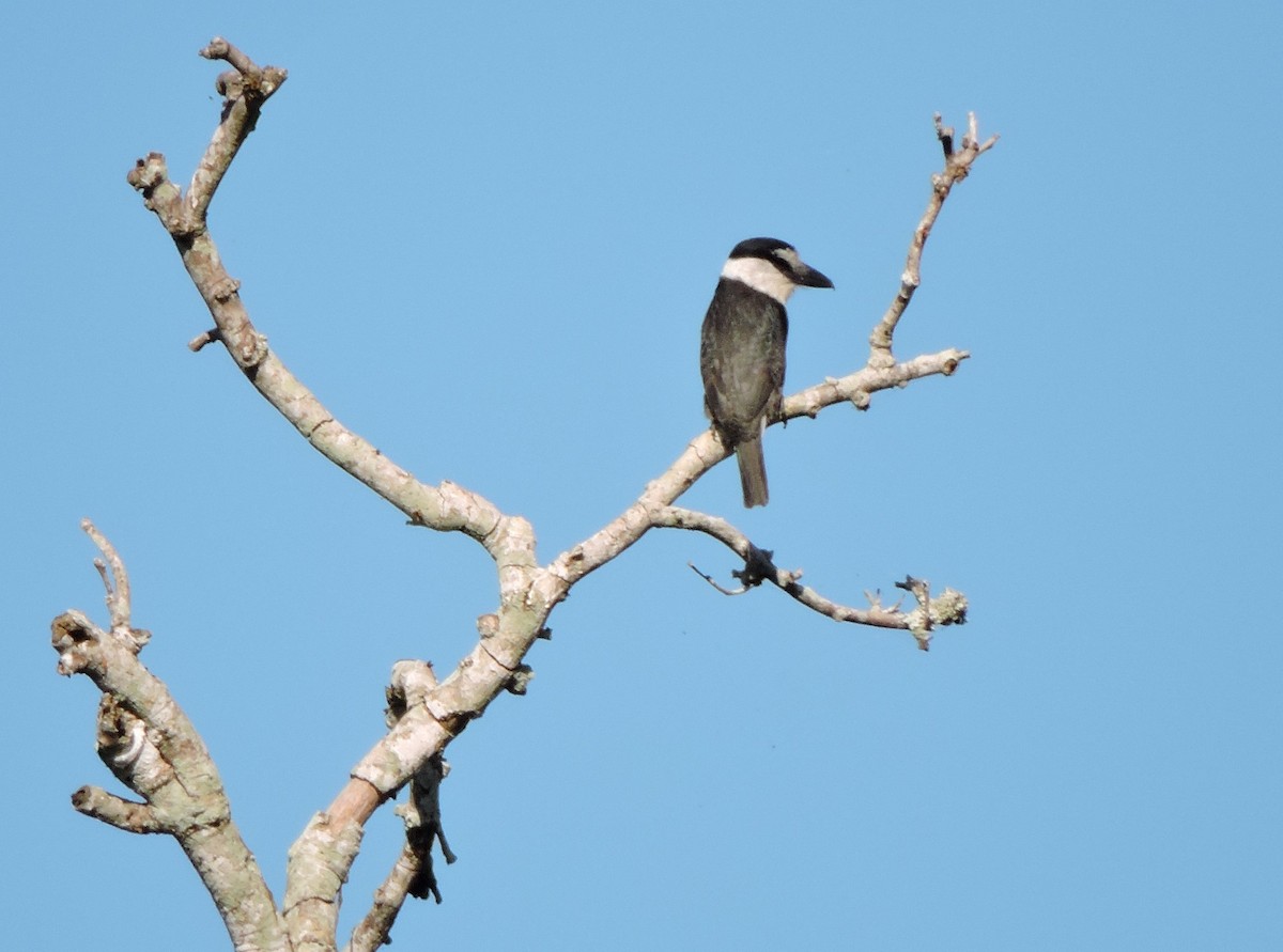 Weißnacken-Faulvogel - ML616382432