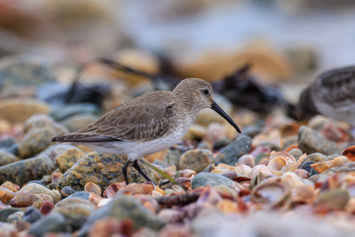 Dunlin - Chris Kennelly