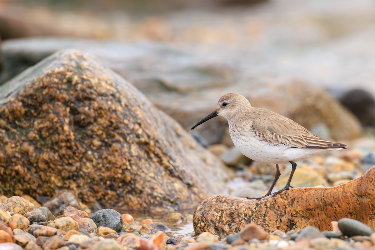 Dunlin - Chris Kennelly